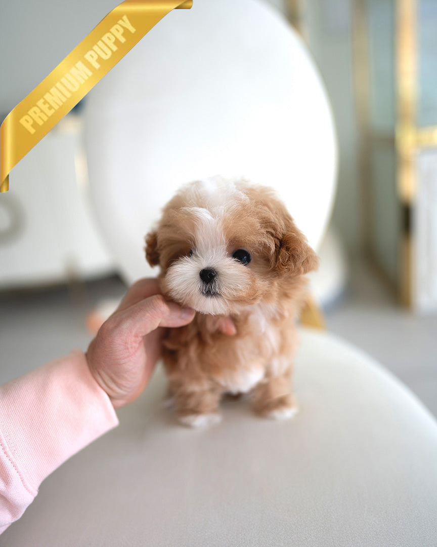 AUSTIN - MALE (PURCHASED by HIEP) - ROLLY TEACUP PUPPIES - TEACUP PUPPY FOR SALE