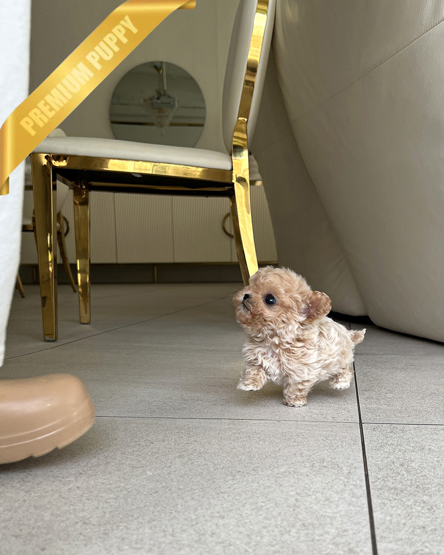 EWAN - MALE (RESERVED by SHALMOR) - ROLLY TEACUP PUPPIES - TEACUP PUPPY FOR SALE