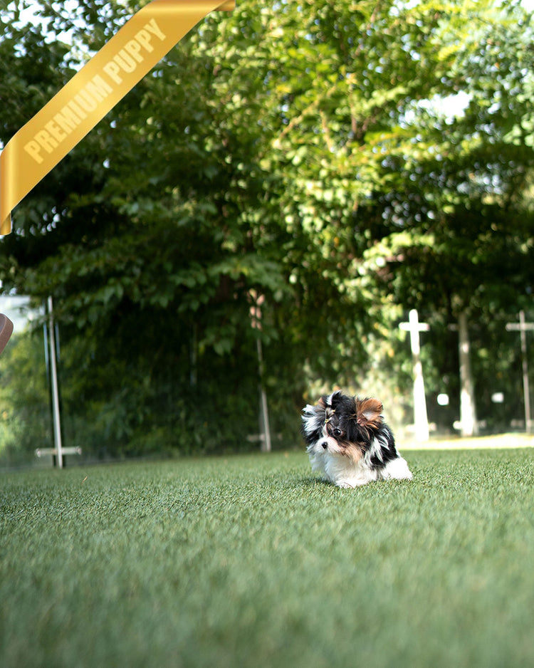 MILO - MALE (PURCHASED by ASHLEY) - ROLLY TEACUP PUPPIES - TEACUP PUPPY FOR SALE