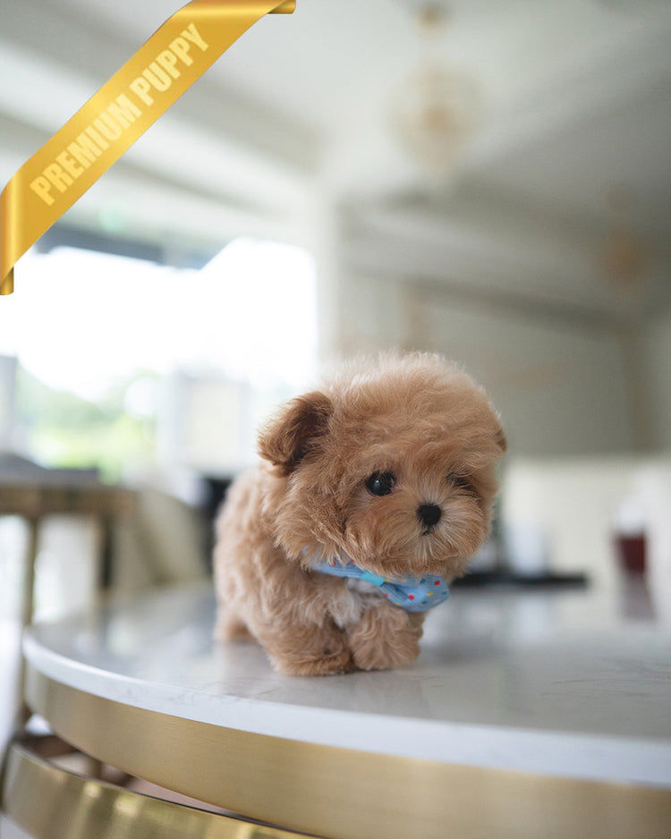 HUGO - MALE (RESERVED by GIMENA) - ROLLYPUPS OFFICIAL