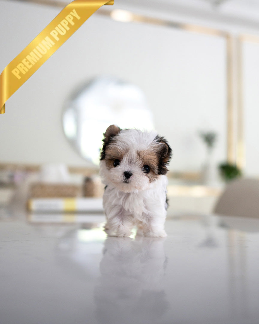 BELLA - FEMALE (PURCHASED by GILDA) - ROLLY TEACUP PUPPIES - TEACUP PUPPY FOR SALE