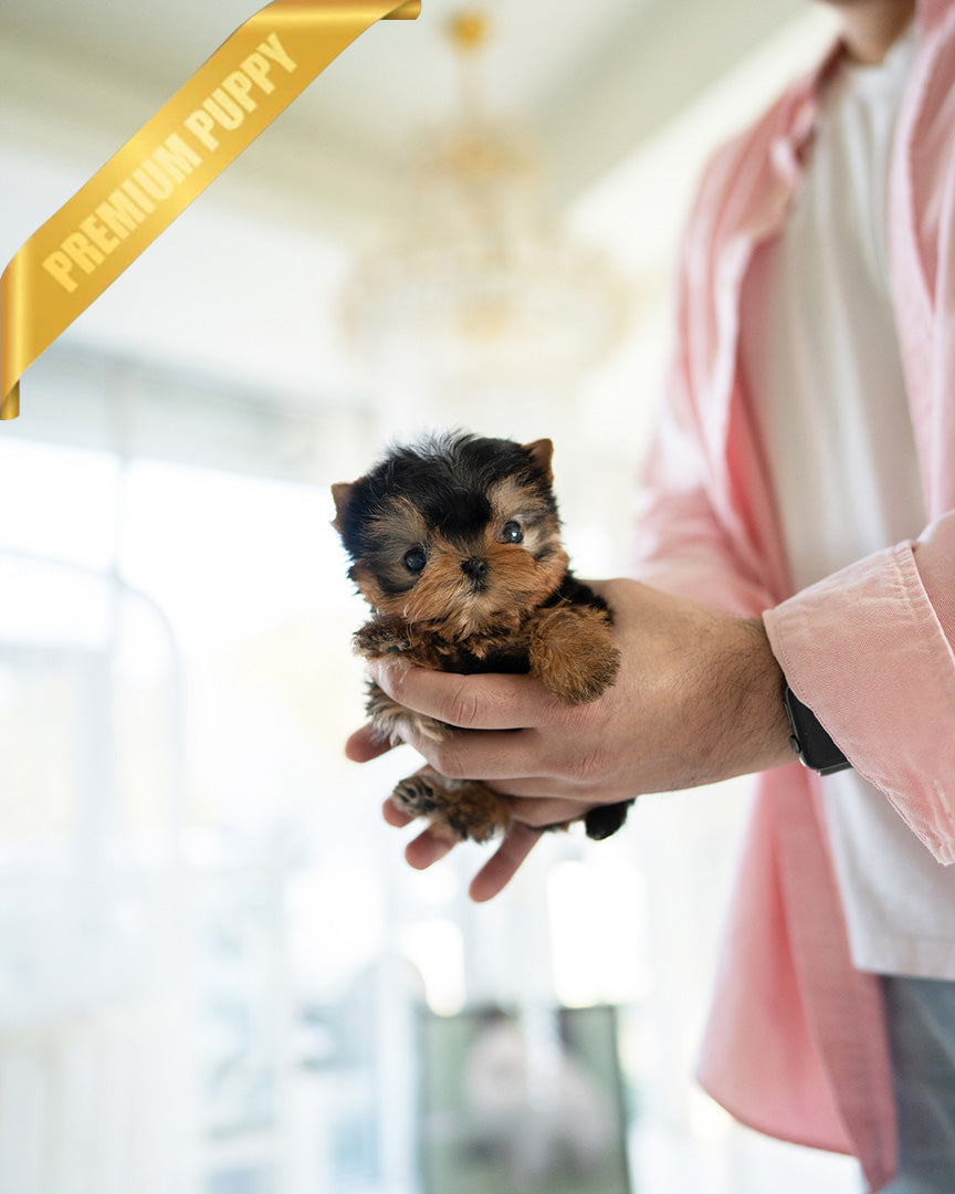 LILY - FEMALE (PURCHASED by ALEJANDRO) - ROLLYPUPS OFFICIAL