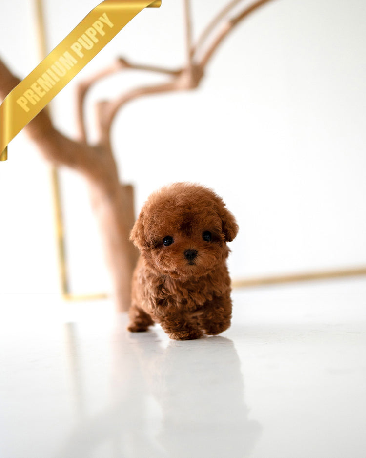 VELVET - FEMALE (PURCHASED by GUILHERME) - ROLLY TEACUP PUPPIES - TEACUP PUPPY FOR SALE