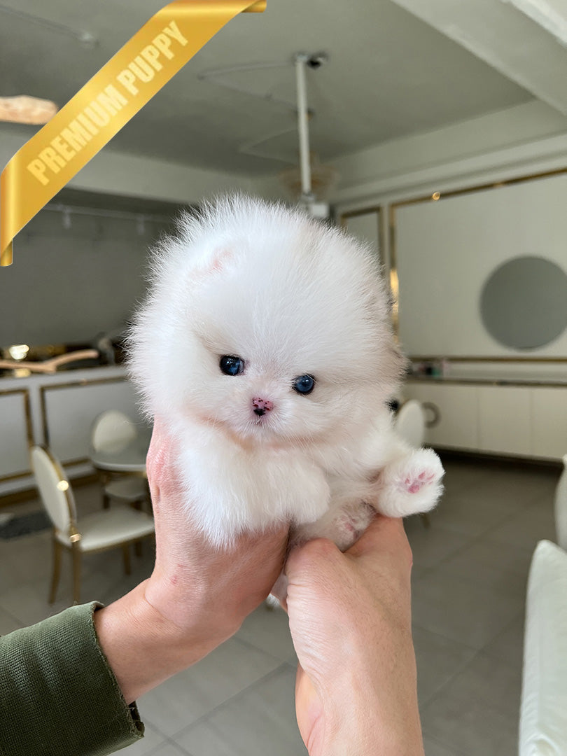 COSMO - MALE - ROLLYPUPS OFFICIAL