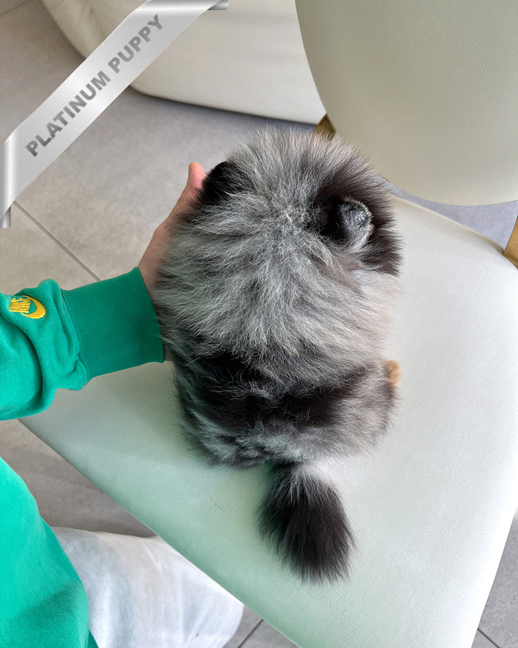 OSCAR - MALE (PURCHASED by ANDREA) - ROLLY TEACUP PUPPIES - TEACUP PUPPY FOR SALE