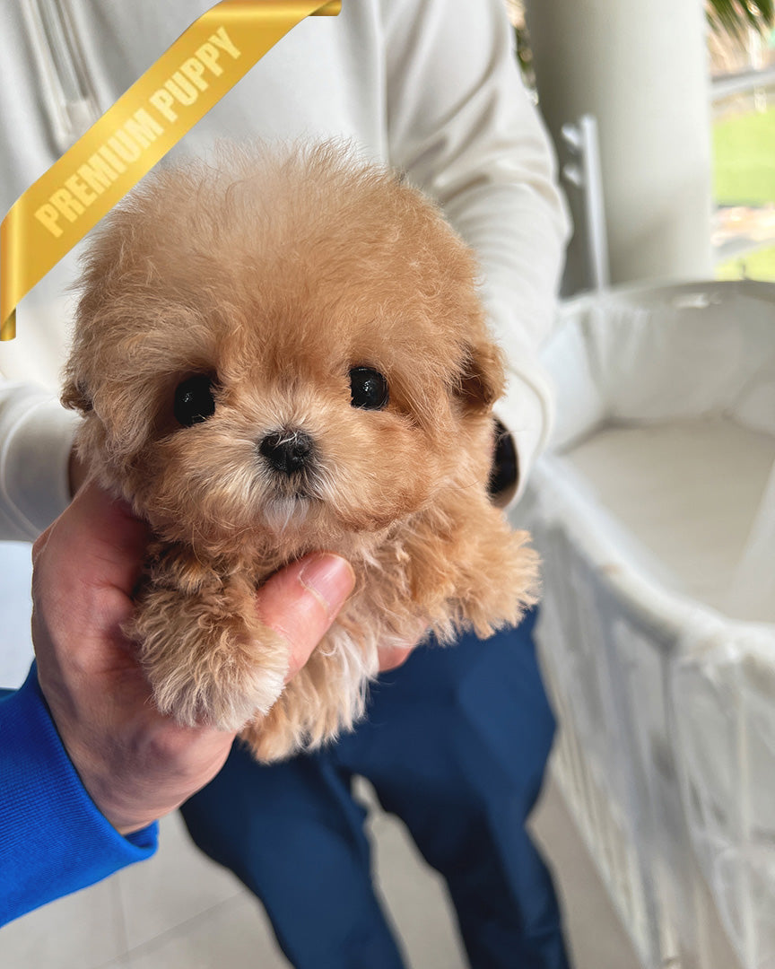 LYRA - FEMALE (PURCHASED by LULU) - ROLLY TEACUP PUPPIES - TEACUP PUPPY FOR SALE