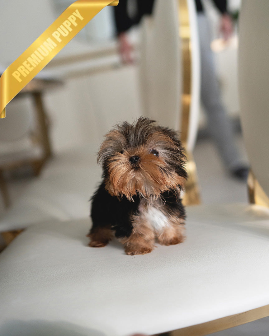 KOFI - MALE (PURCHASED by ANDEE) - ROLLY TEACUP PUPPIES - TEACUP PUPPY FOR SALE