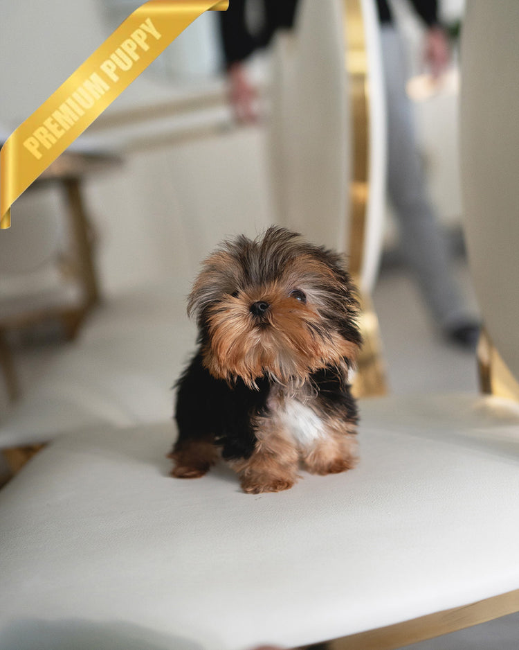 KOFI - MALE (PURCHASED by ANDEE) - ROLLY TEACUP PUPPIES - TEACUP PUPPY FOR SALE