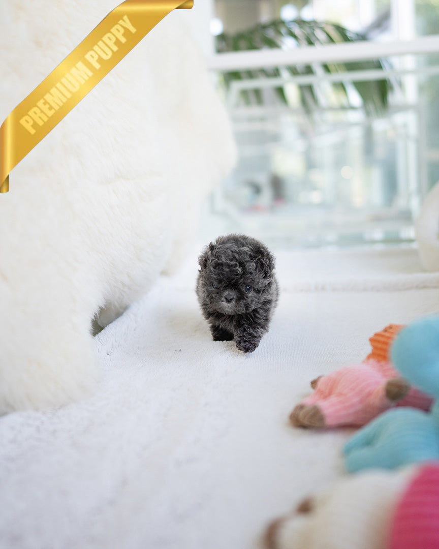 AZURE - FEMALE (PURCHASED by SARAH) - ROLLY TEACUP PUPPIES - TEACUP PUPPY FOR SALE