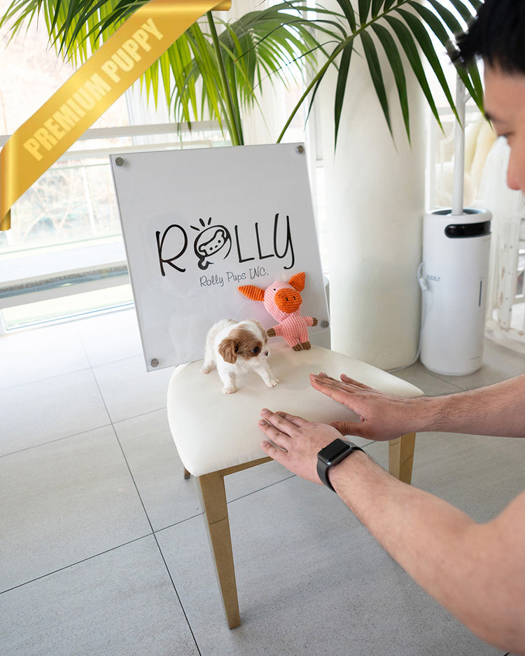 ARTHUR - MALE (PURCHASED by JULIE) - ROLLY TEACUP PUPPIES - TEACUP PUPPY FOR SALE