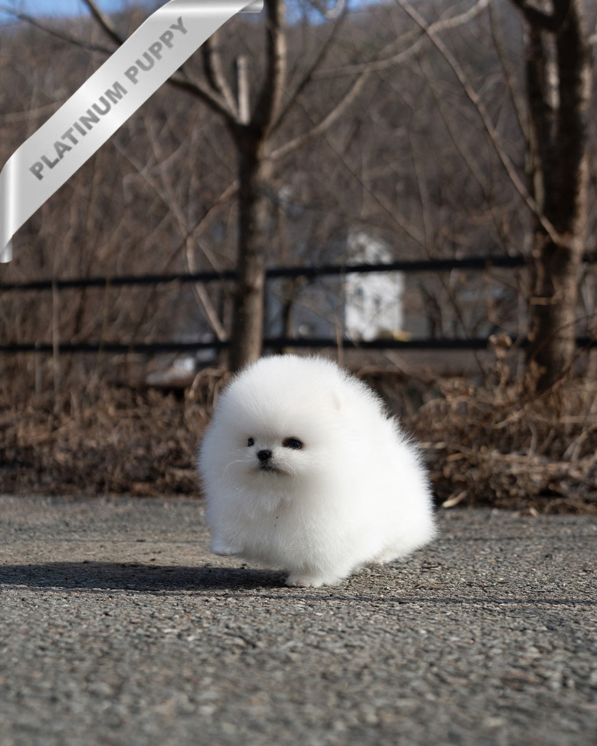 GIOVANNI - MALE (PURCHASED by ASHLYN) - ROLLY TEACUP PUPPIES - TEACUP PUPPY FOR SALE