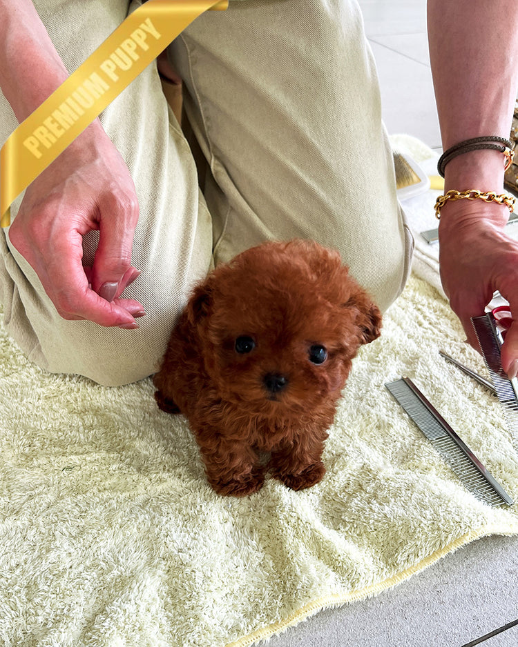 TORY - MALE (PURCHASED by ALICE) - ROLLY TEACUP PUPPIES - TEACUP PUPPY FOR SALE