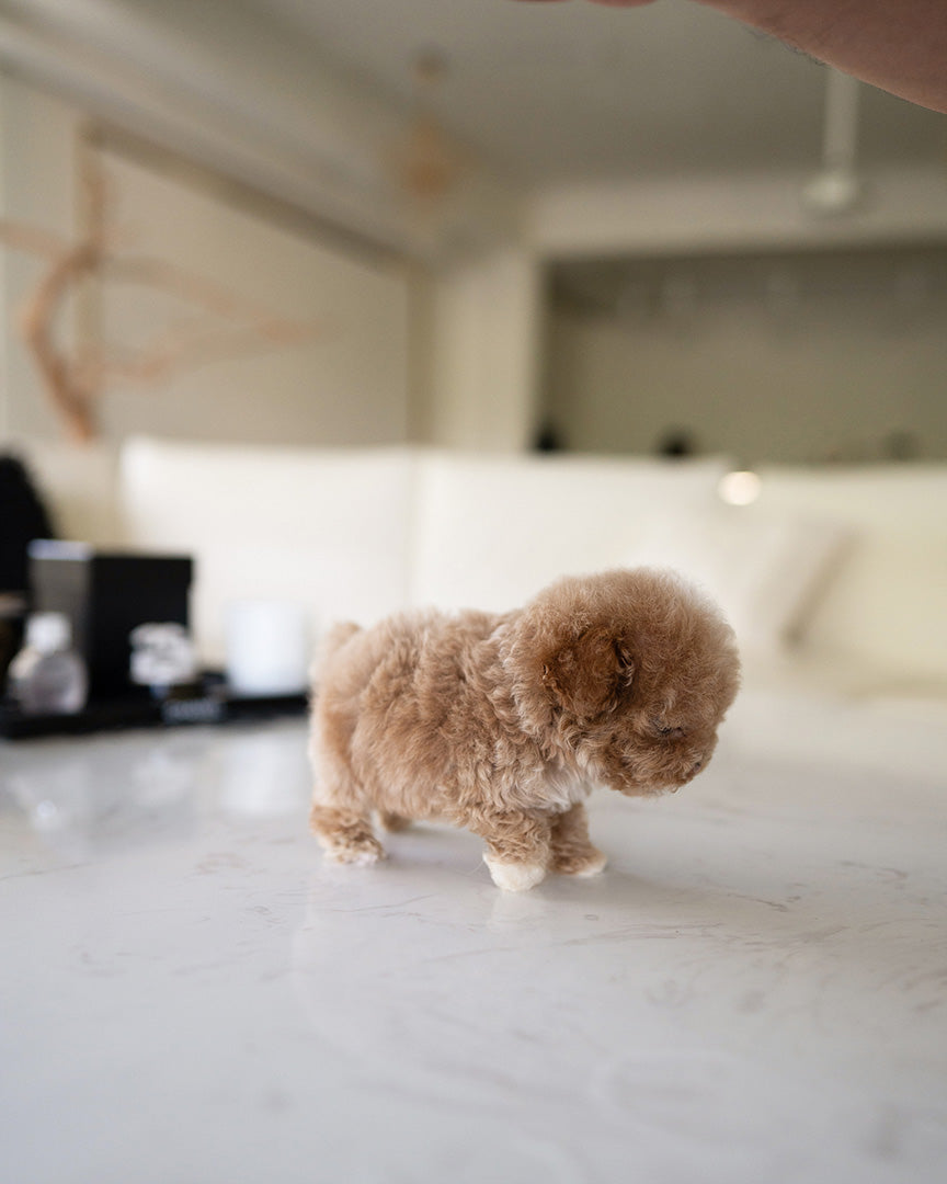 TOBY - MALE - ROLLY TEACUP PUPPIES - TEACUP PUPPY FOR SALE