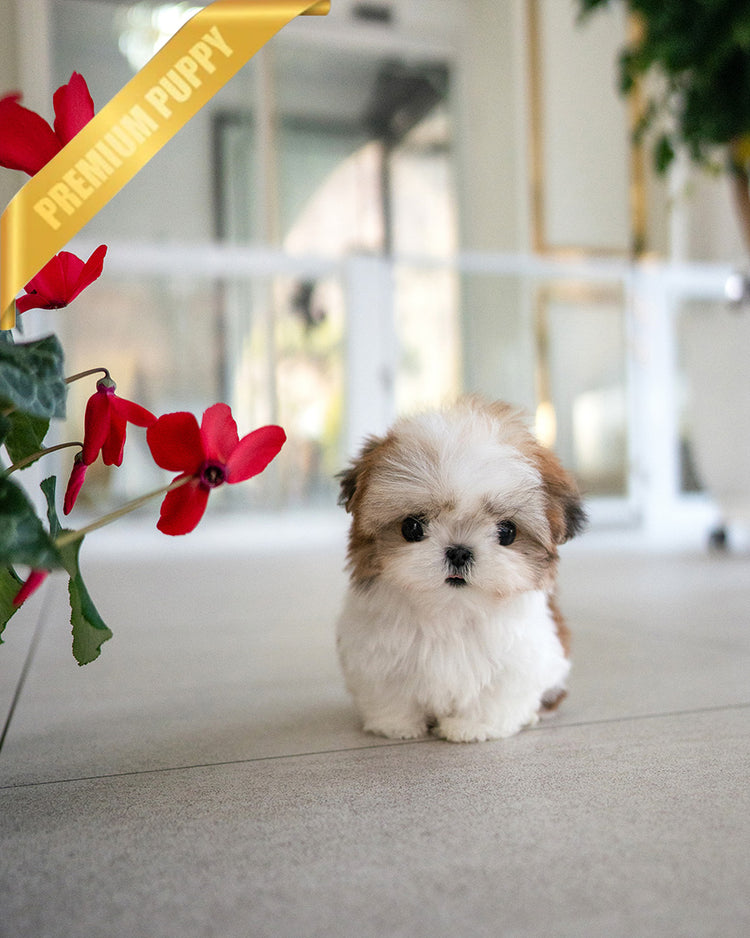 TOBY - MALE (PURCHASED by DANILLE) - ROLLY TEACUP PUPPIES - TEACUP PUPPY FOR SALE