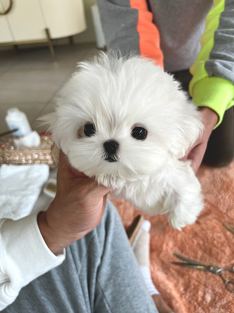 MASON - MALE (PURCHASED by BINGJIE) - ROLLYPUPS OFFICIAL