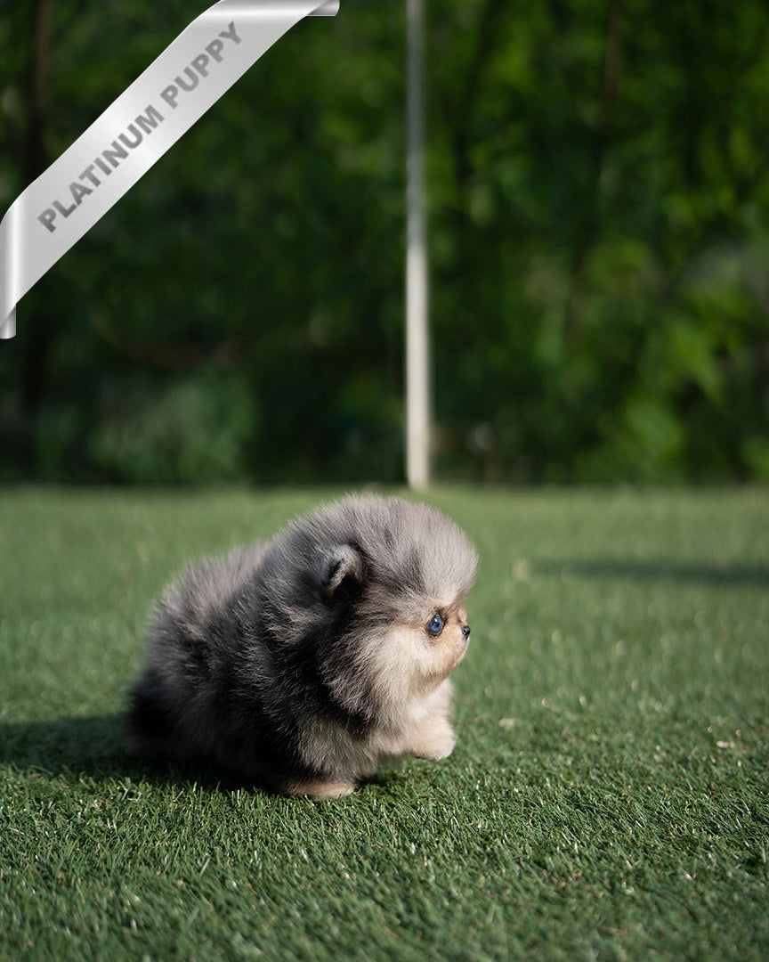 DIANA - FEMALE  (PURCHASED by TH) - ROLLY TEACUP PUPPIES - TEACUP PUPPY FOR SALE