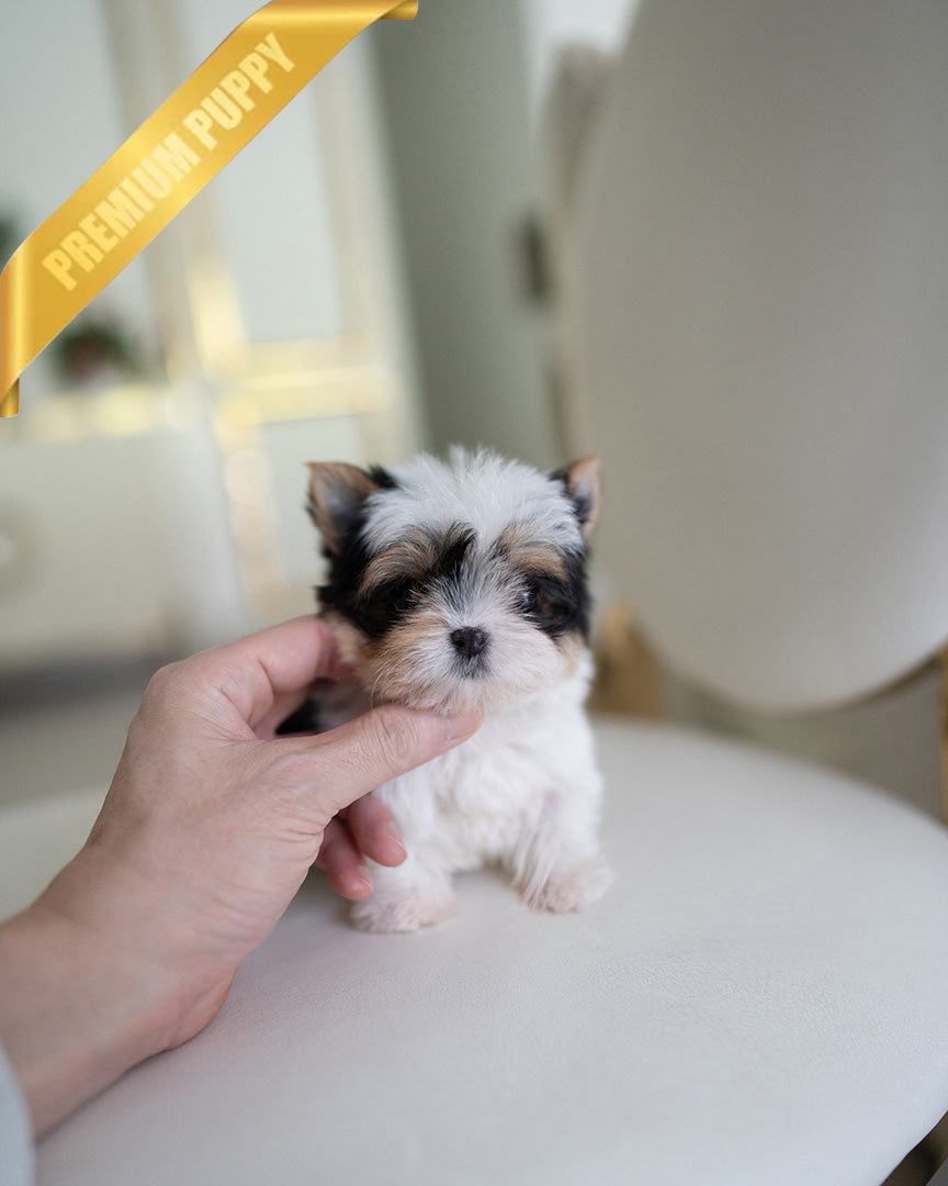 TEDDY - MALE (PURCHASED by SANTIAGO) - ROLLY TEACUP PUPPIES - TEACUP PUPPY FOR SALE