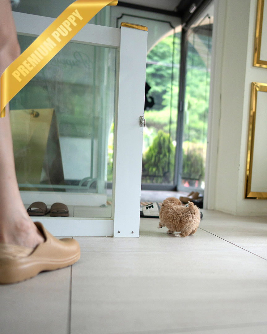 LYRA - FEMALE (PURCHASED by LARISSA) - ROLLY TEACUP PUPPIES - TEACUP PUPPY FOR SALE