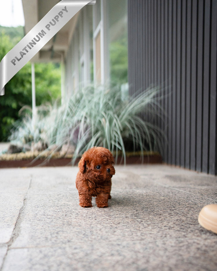 CINNAMON - FEMALE (PURCHASED by RUTHANN) - ROLLY TEACUP PUPPIES - TEACUP PUPPY FOR SALE