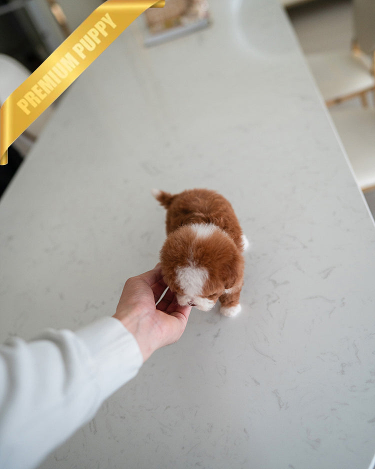 CHLOE - FEMALE (RESERVED by EVA) - ROLLY TEACUP PUPPIES - TEACUP PUPPY FOR SALE