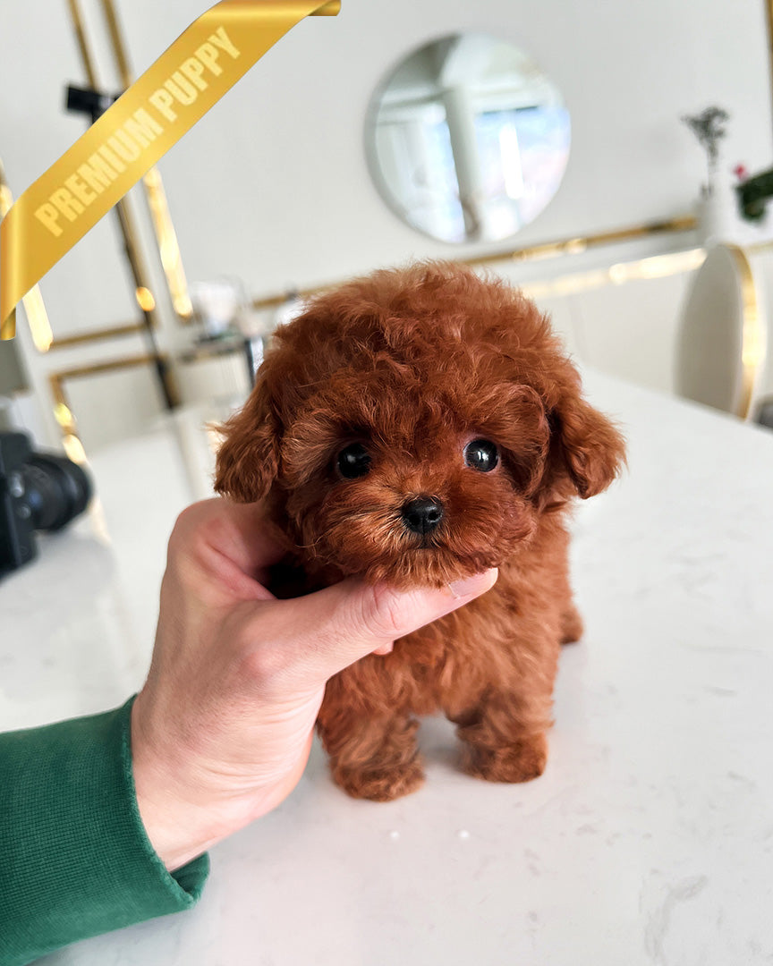 OLIVIA - FEMALE (PURCHASED by KIRK) - ROLLY TEACUP PUPPIES - TEACUP PUPPY FOR SALE