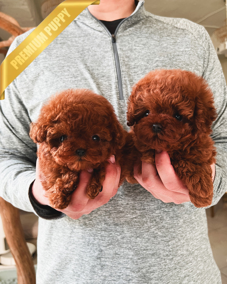 POODLES (PURCHASED by ADRIANA) - ROLLY TEACUP PUPPIES - TEACUP PUPPY FOR SALE