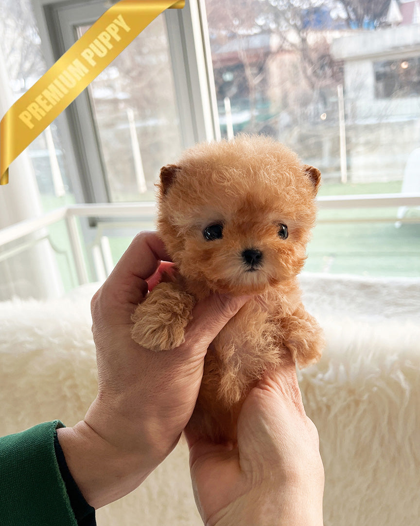 JESSICA - FEMALE (PURCHASED by KAVEH) - ROLLY TEACUP PUPPIES -