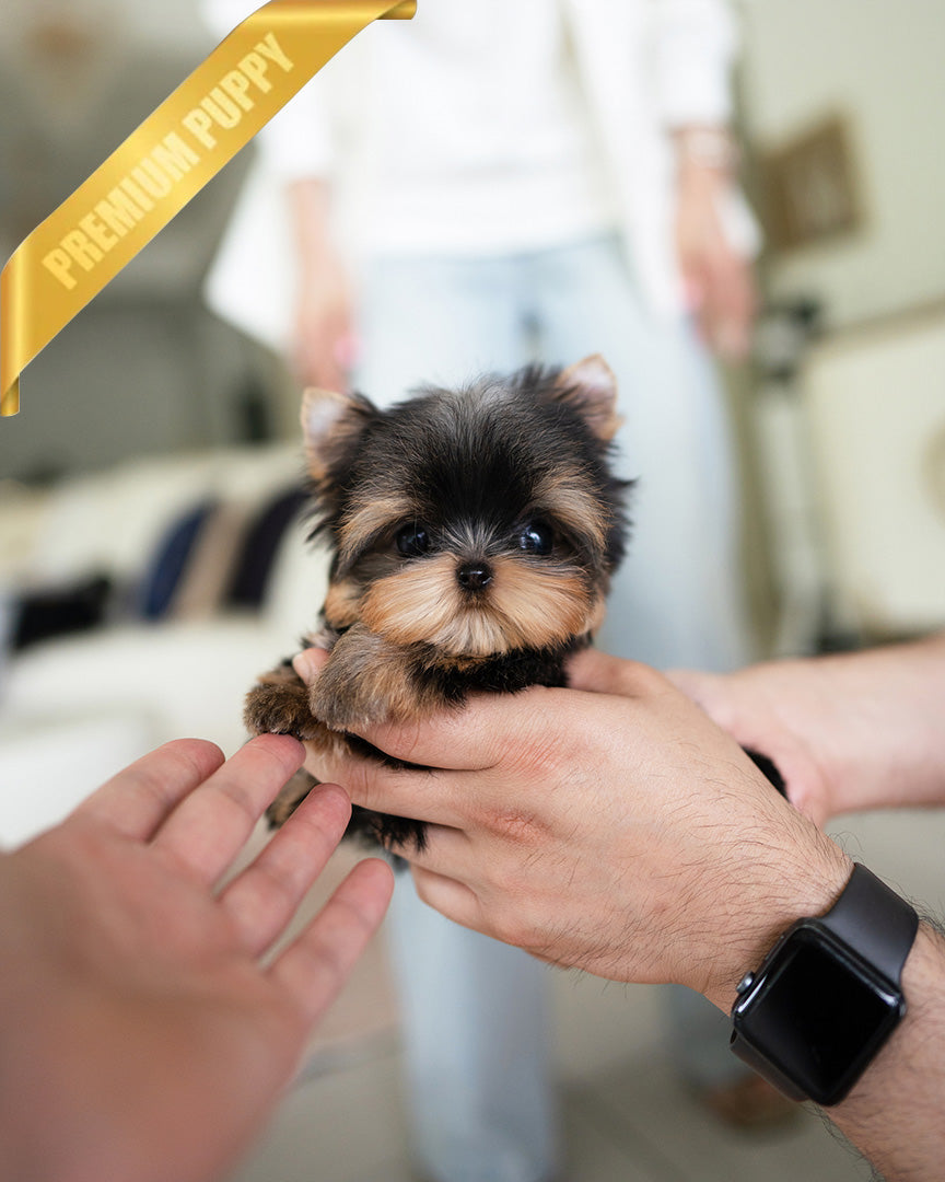 KOFI - MALE (PURCHASED by DOUGLAS) - ROLLY TEACUP PUPPIES - TEACUP PUPPY FOR SALE