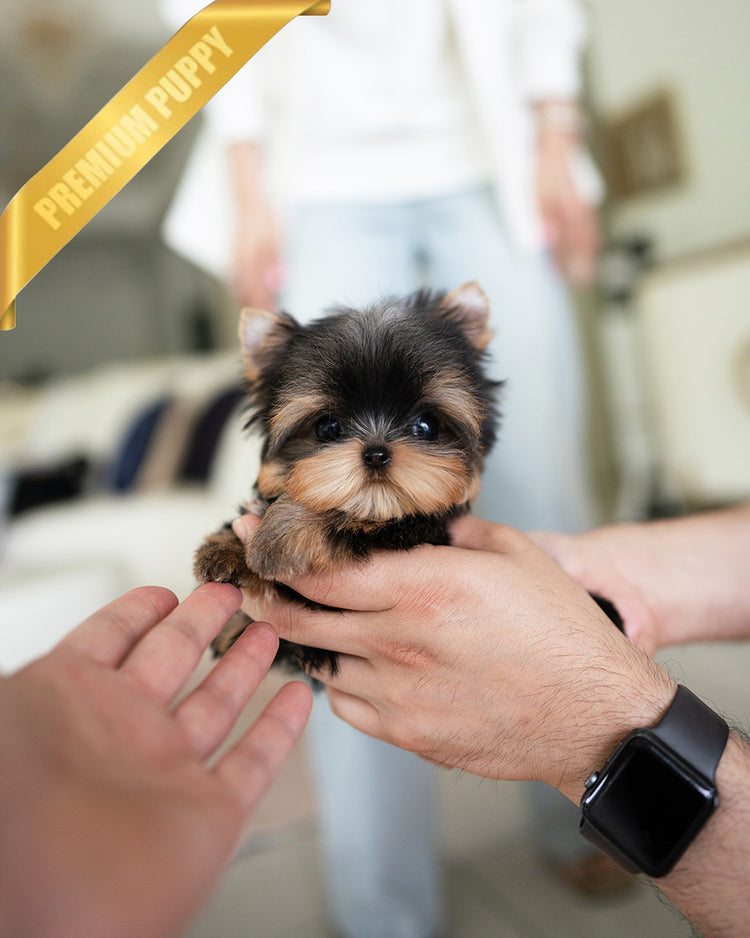 KOFI - MALE (PURCHASED by DOUGLAS) - ROLLY TEACUP PUPPIES - TEACUP PUPPY FOR SALE