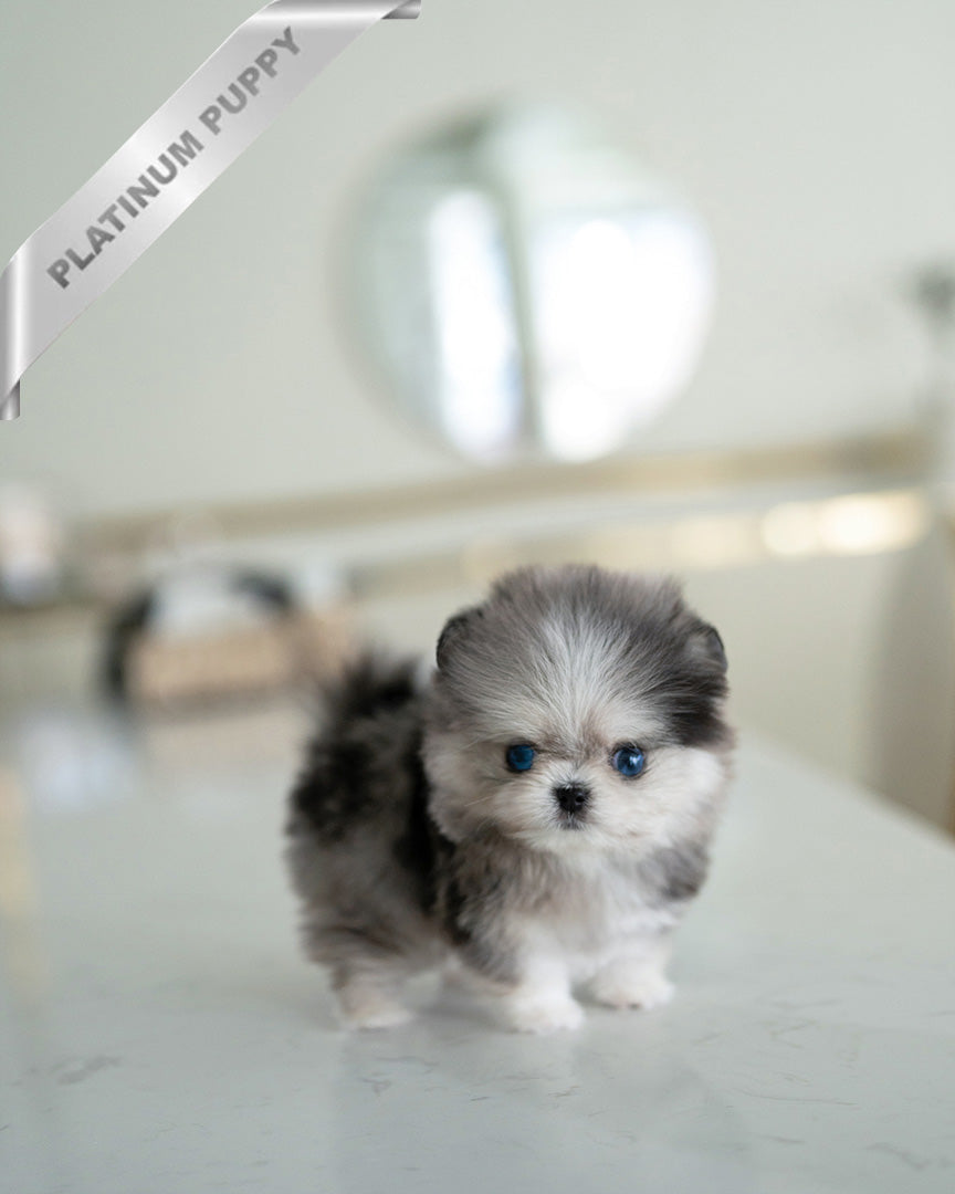 GISELLE - FEMALE (PURCHASED by KIM) - ROLLY TEACUP PUPPIES - TEACUP PUPPY FOR SALE