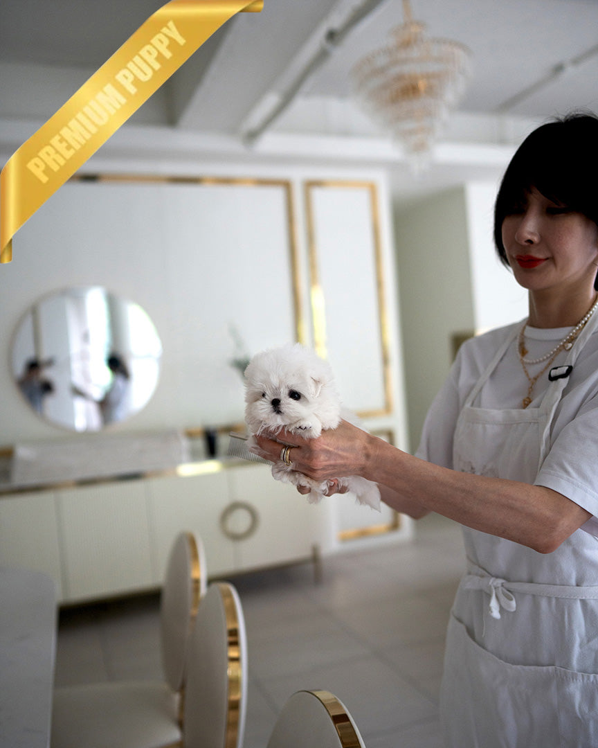 BENTLEY - MALE (PURCHASED by ELIZA) - ROLLY TEACUP PUPPIES - TEACUP PUPPY FOR SALE