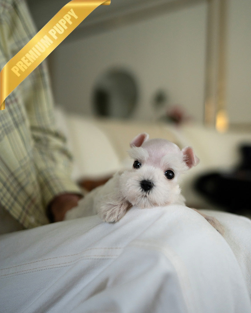 NOVA - FEMALE (RESERVED by NOUF) - ROLLYPUPS OFFICIAL -