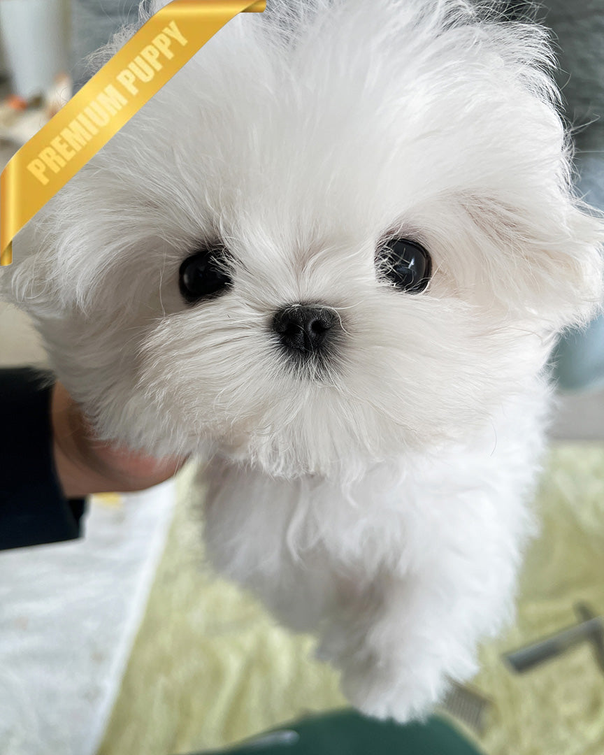 GRACE - FEMALE (PURCHASED by SHANNON) - ROLLY TEACUP PUPPIES - TEACUP PUPPY FOR SALE