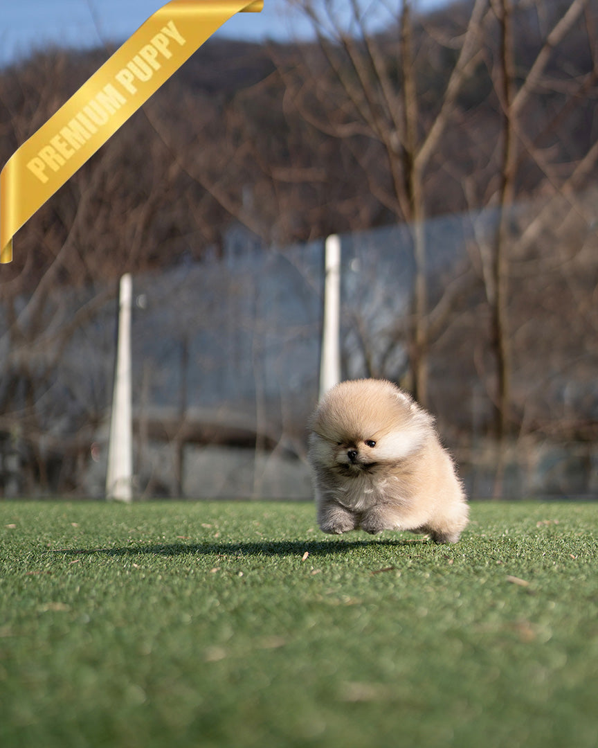 KYLE - MALE (PURCHASED by BRIAN) - ROLLY TEACUP PUPPIES - TEACUP PUPPY FOR SALE
