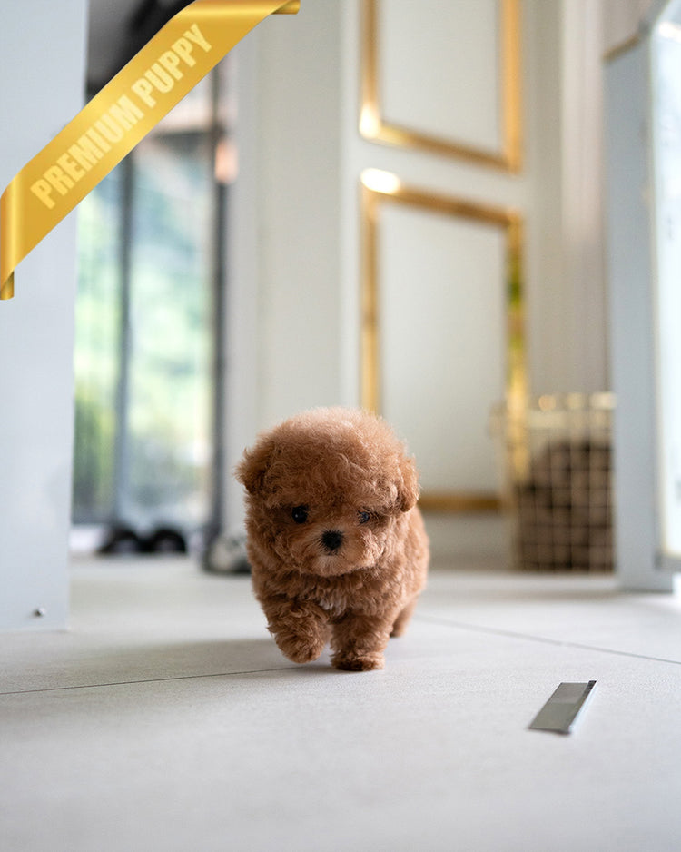 ISABELLA - FEMALE (PURCHASED by DEVIN) - ROLLY TEACUP PUPPIES - TEACUP PUPPY FOR SALE