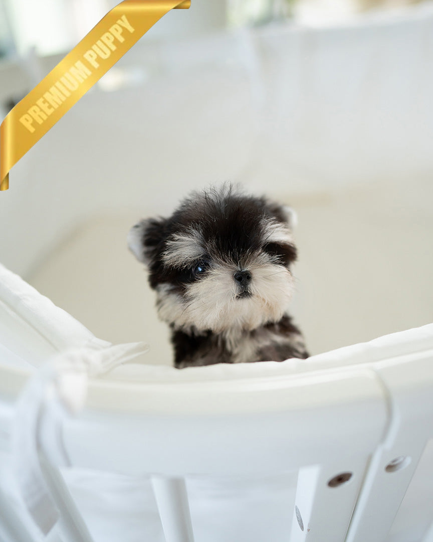 COLA - MALE - ROLLY TEACUP PUPPIES -