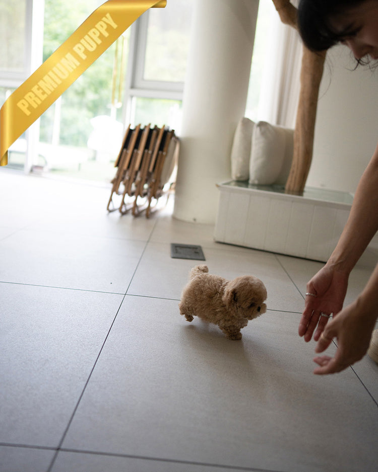 LALA - FEMALE (PURCHASED by LEE) - ROLLY TEACUP PUPPIES - TEACUP PUPPY FOR SALE