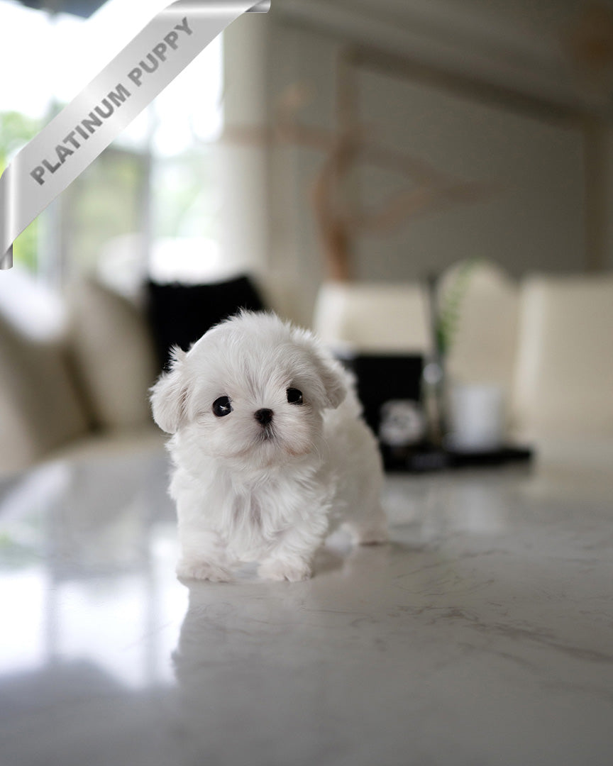 VALENTINA - FEMALE (PURCHASED by MARIANA) - ROLLY TEACUP PUPPIES - TEACUP PUPPY FOR SALE