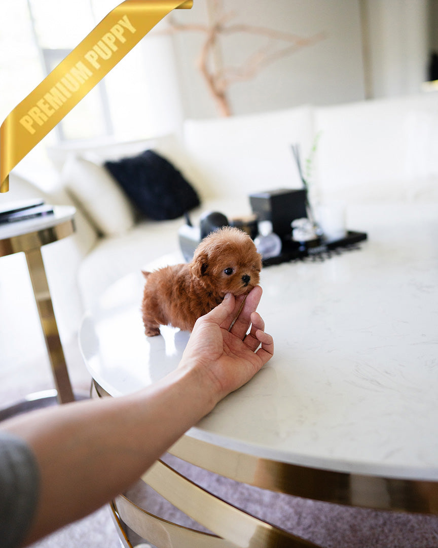 LUCY - FEMALE (PURCHASED by DEIDRE) - ROLLY TEACUP PUPPIES - TEACUP PUPPY FOR SALE