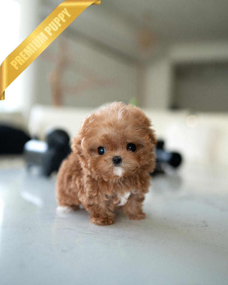 GIGI - FEMALE (PURCHASED by AYGUN) - ROLLY TEACUP PUPPIES - TEACUP PUPPY FOR SALE