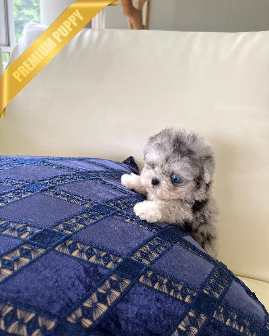 SELENE - FEMALE - ROLLY TEACUP PUPPIES - TEACUP PUPPY FOR SALE
