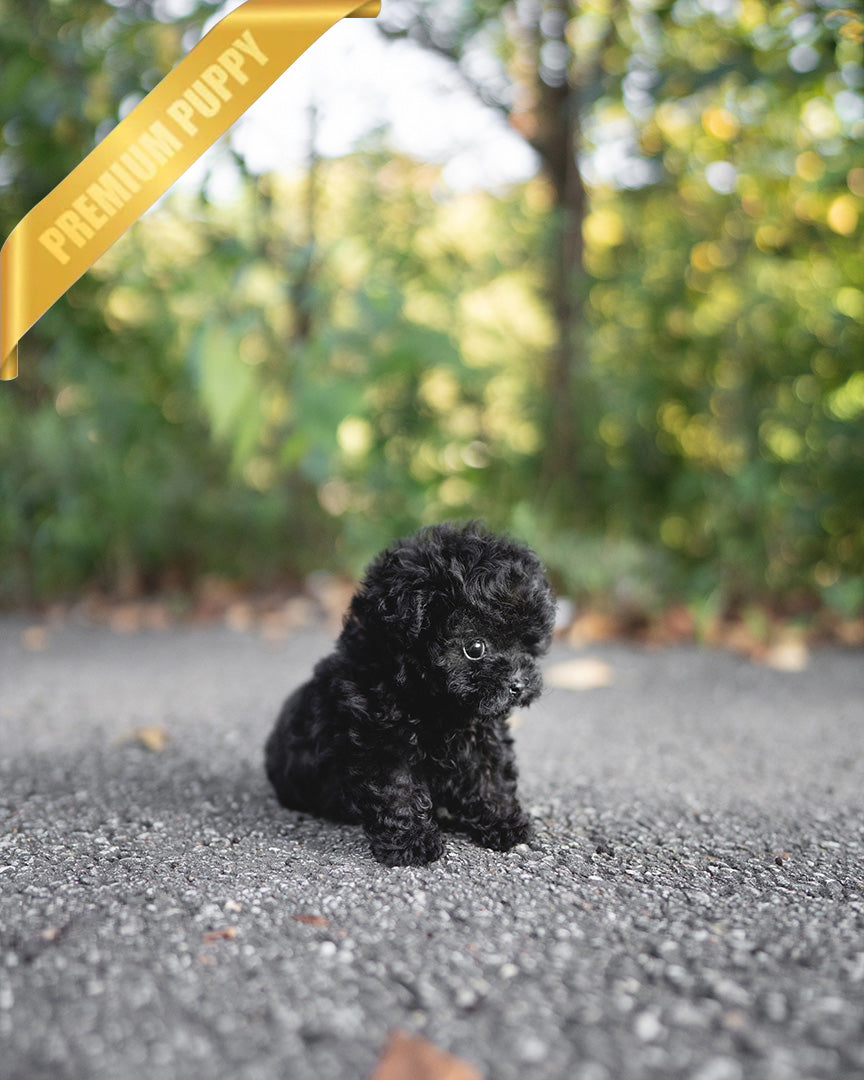 BAILEY - MALE (PURCHASED by FRED) - ROLLYPUPS OFFICIAL