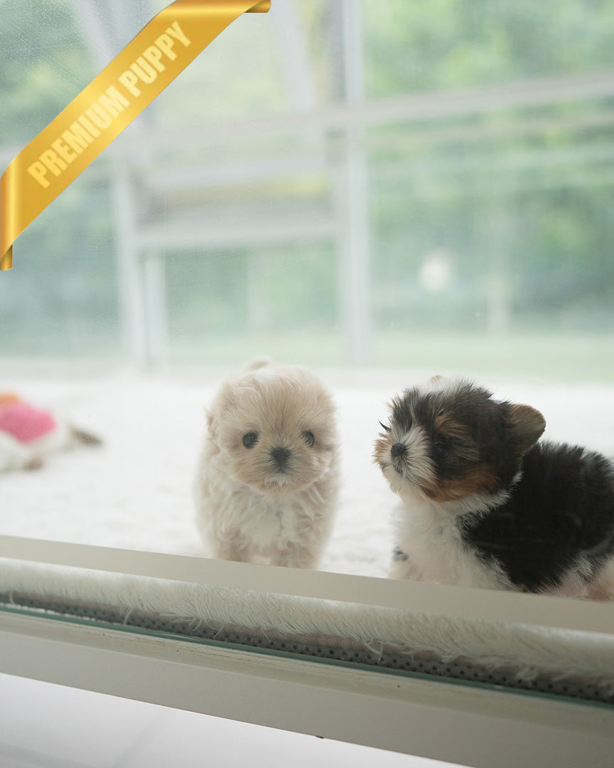 EWAN - MALE (PURCHASED by ABDULLAH) - ROLLY TEACUP PUPPIES - TEACUP PUPPY FOR SALE