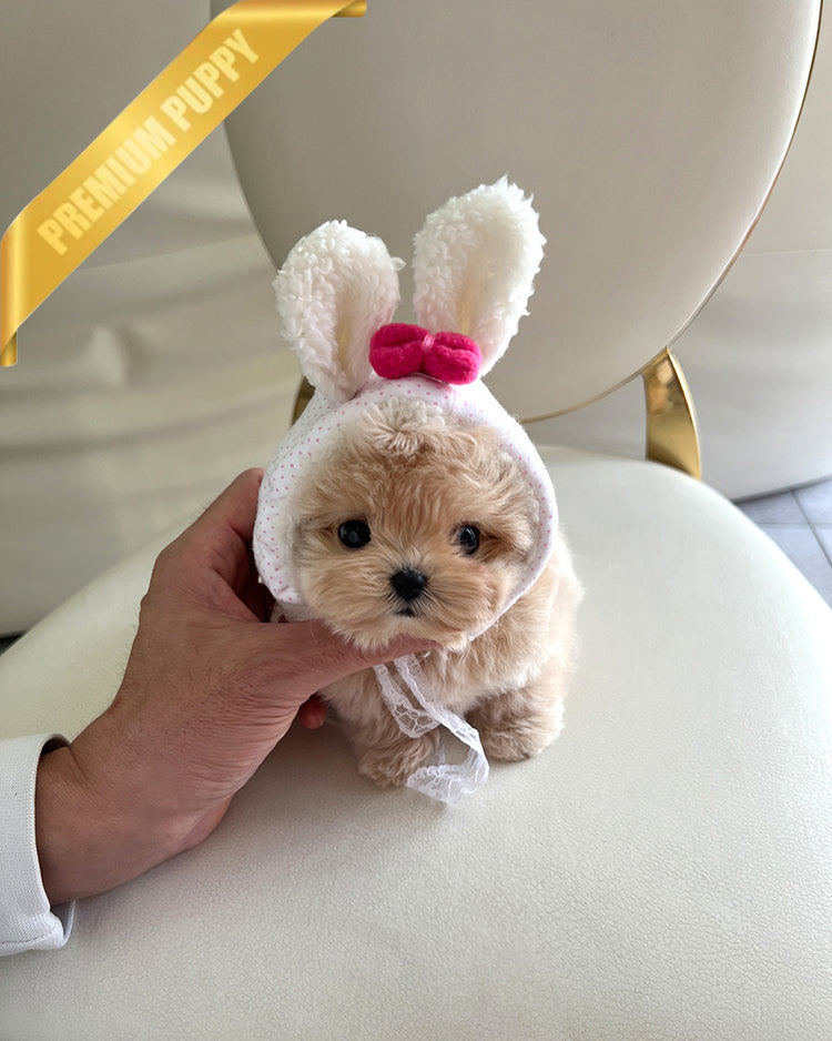 ZOEY - FEMALE - ROLLYPUPS OFFICIAL