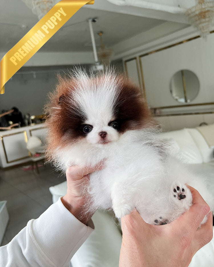 CLEEF - MALE (PURCHASED by SAFIER) - ROLLY TEACUP PUPPIES - TEACUP PUPPY FOR SALE