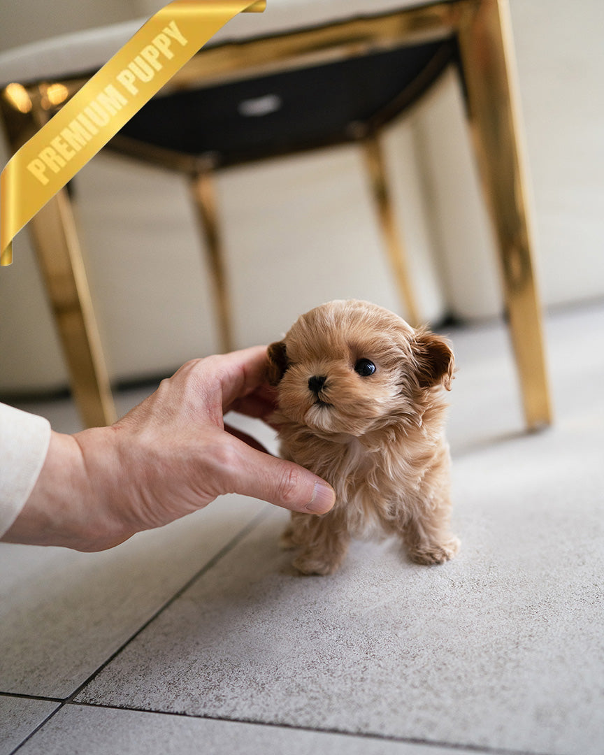 LALA - FEMALE (PURCHASED by DEVIS) - ROLLY TEACUP PUPPIES - TEACUP PUPPY FOR SALE