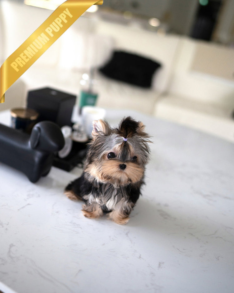 HENRY - MALE (PURCHASED by LEE) - ROLLY TEACUP PUPPIES - TEACUP PUPPY FOR SALE
