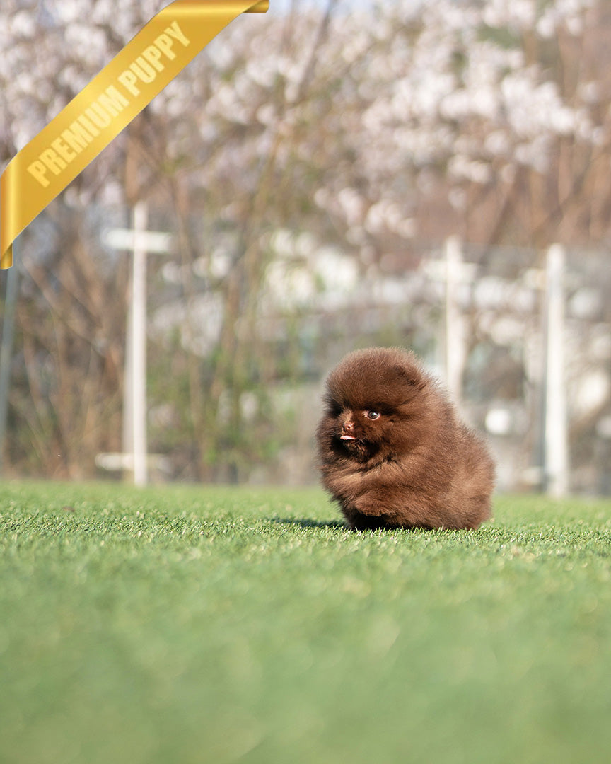 NUTELLA - FEMALE (RESERVED by ANDREA) - ROLLY TEACUP PUPPIES - TEACUP PUPPY FOR SALE