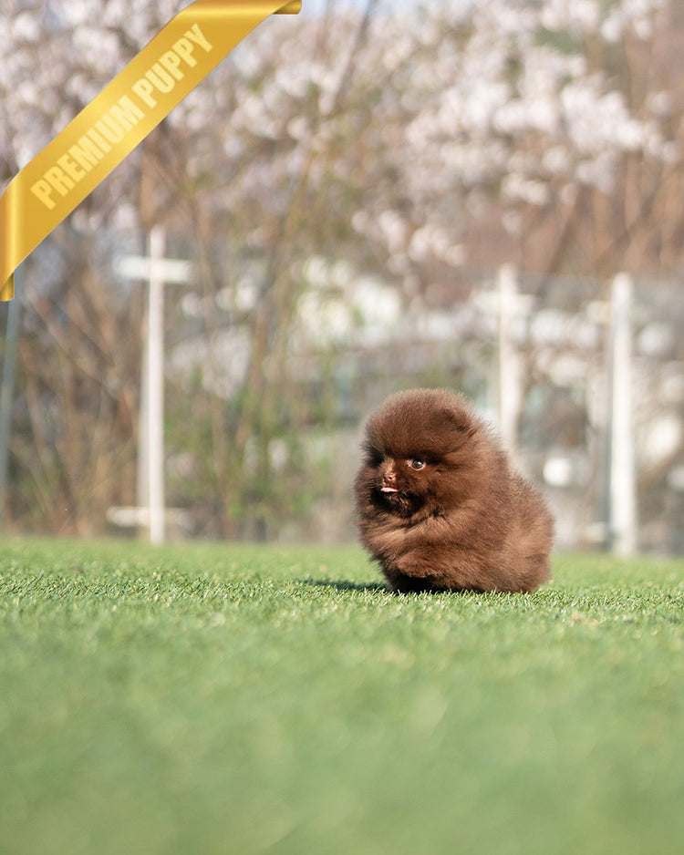 NUTELLA - FEMALE (RESERVED by ANDREA) - ROLLY TEACUP PUPPIES - TEACUP PUPPY FOR SALE