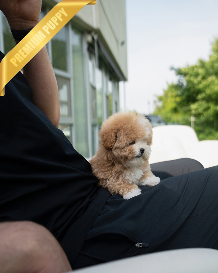 MARCO - MALE (PURCHASED by NAPAVILAI) - ROLLY TEACUP PUPPIES - TEACUP PUPPY FOR SALE